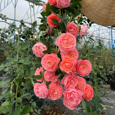 Hoa hồng Romantic Tutu