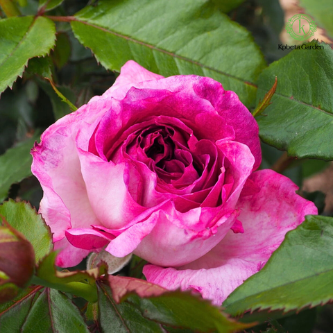 Hoa hồng Thierry Marx