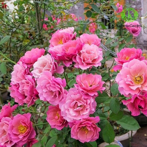 Hoa hồng bụi Aoi