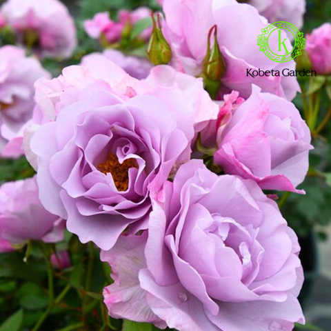 Hoa hồng Samarkand