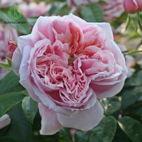 Hoa hồng Schöne Maid