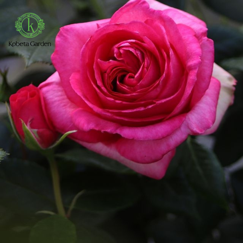 Hoa hồng Walzertraum