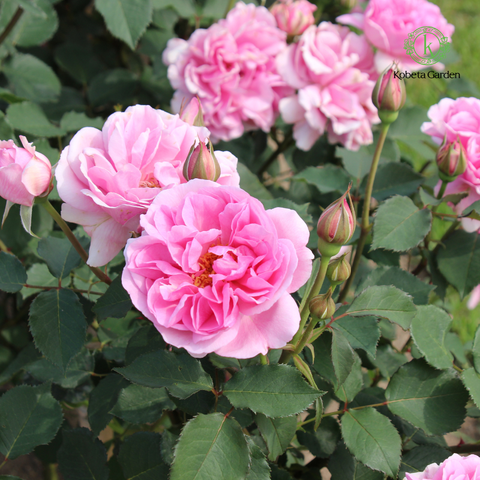 Hoa hồng Le Printemps