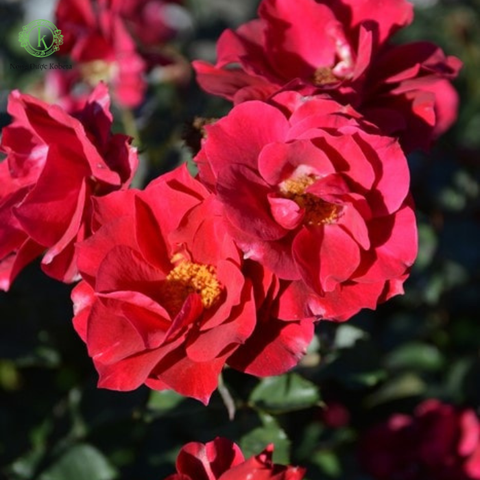 Hoa hồng The Flowering Spirit Kurenai