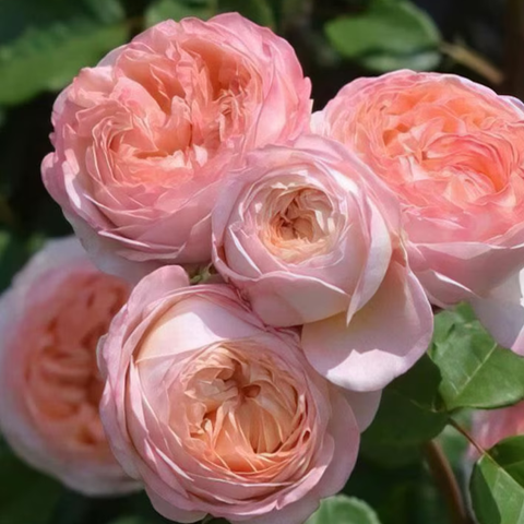 Hoa hồng Confiture