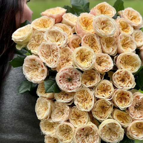 Hoa hồng Darlington