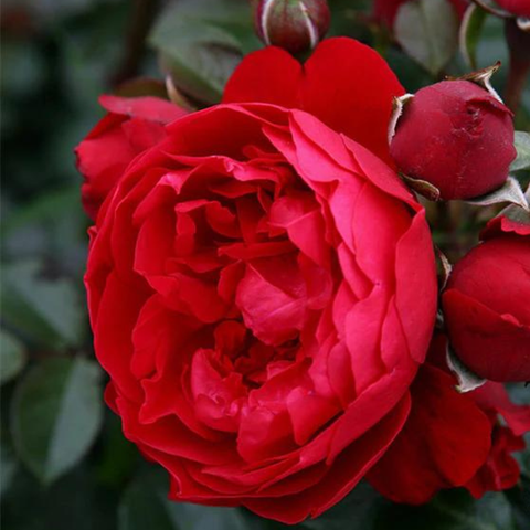 Hoa hồng Florentina