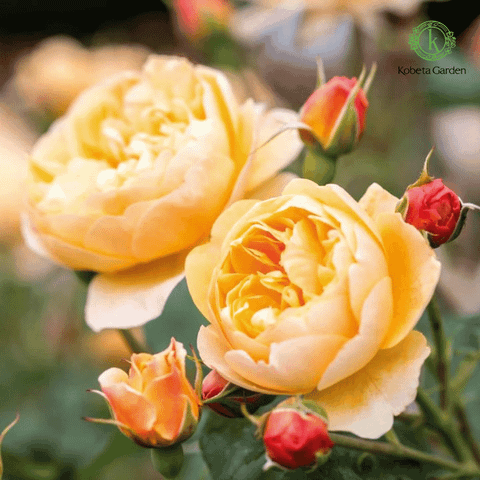 Hoa hồng Roald Dahl