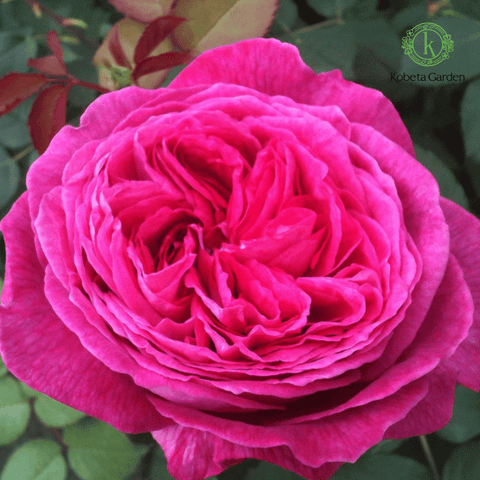 Hoa hồng Freifrau Caroline