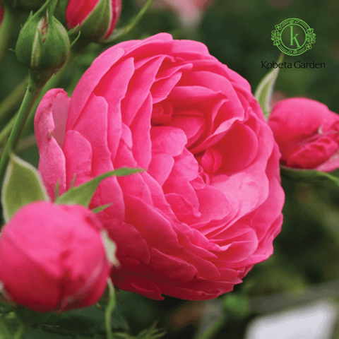 Hình ảnh sản phẩm