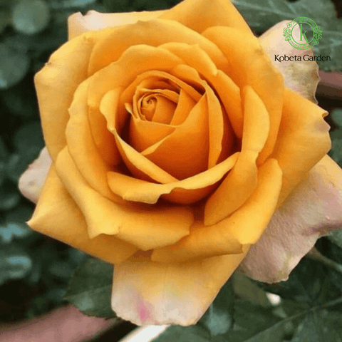 Hình ảnh sản phẩm