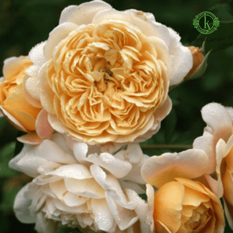 Hoa hồng Jerri Jennings