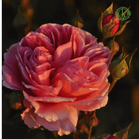 Hoa hồng Kaori Kazari