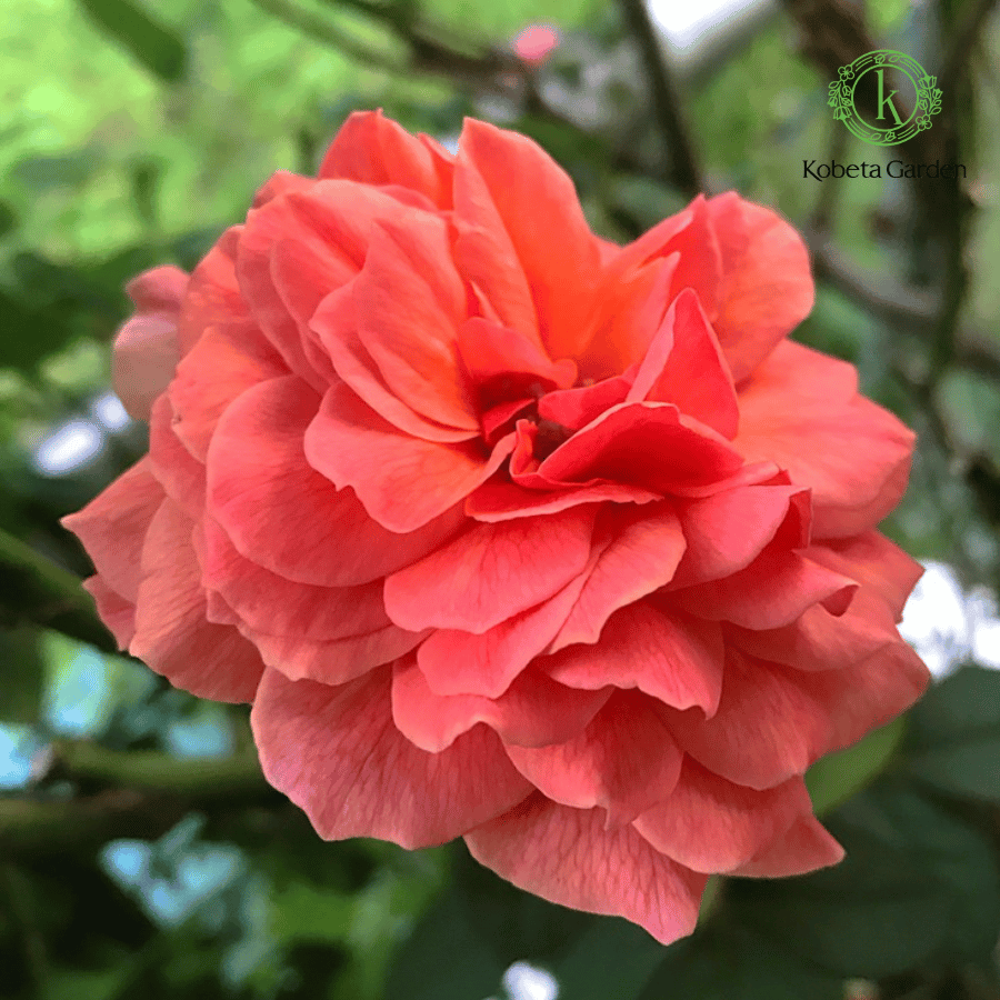 Hoa hồng Kaori Kazari – Kobeta Garden