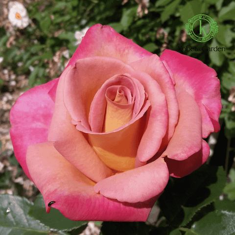 Hoa hồng Michel Drucker