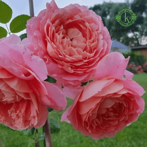 Hoa hồng Michel Onfray