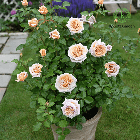 Hình ảnh sản phẩm