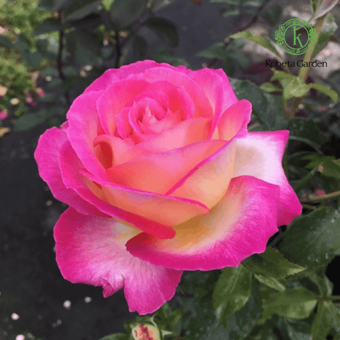 Hoa hồng Sweet Delight