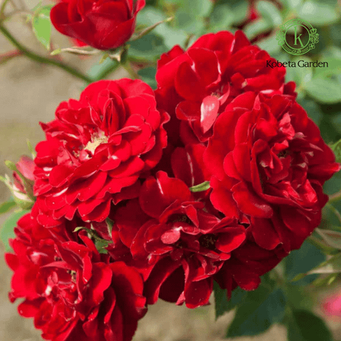 Hoa hồng Red Fairy