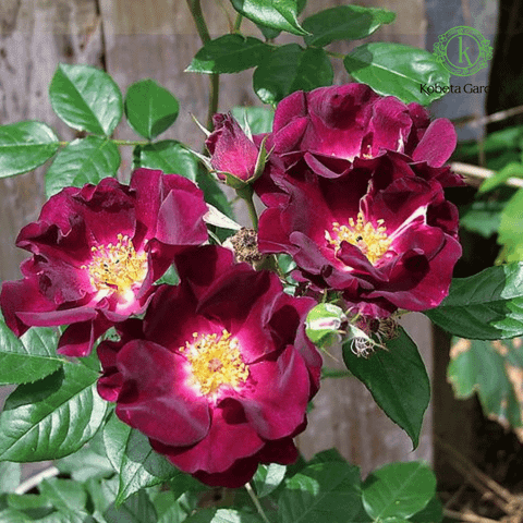 Hình ảnh sản phẩm