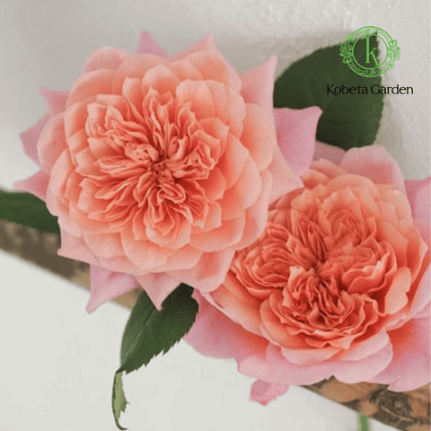 Hoa hồng Miyabi