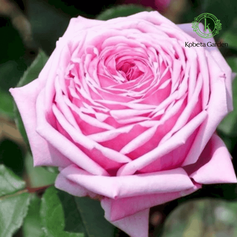Hoa hồng Yua