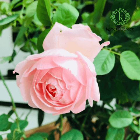 Hình ảnh sản phẩm