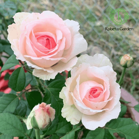 Hình ảnh sản phẩm