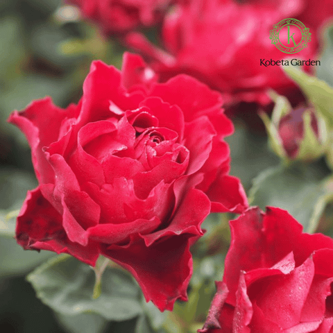 Hoa hồng Hommage a Barbara