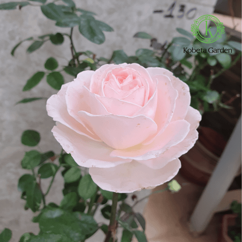 Hoa hồng M-Nostalgic