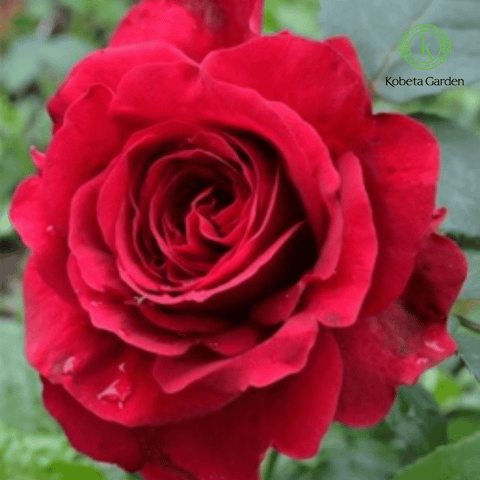 Hoa hồng La Rose des 4 Vents