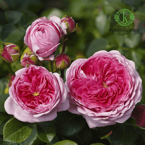 Hình ảnh sản phẩm