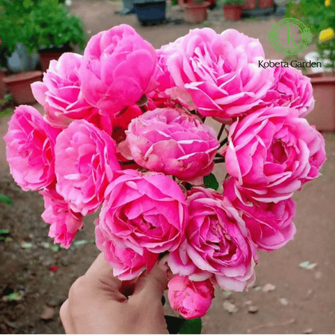 Hình ảnh sản phẩm