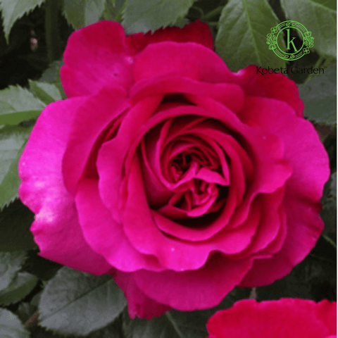 Hoa hồng Lalande de Pomerol