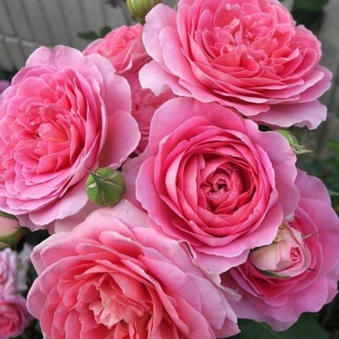 hoa hồng Amandine Chanel