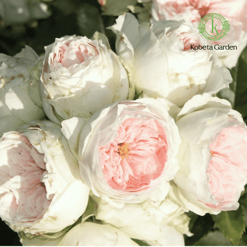 Hoa hồng Pompon Veranda