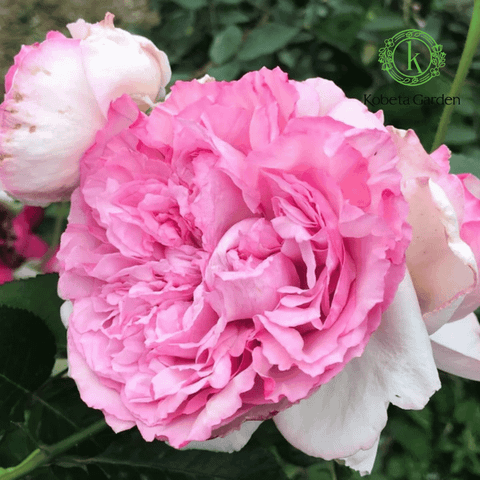 Hoa hồng Neo Cherry Shallow