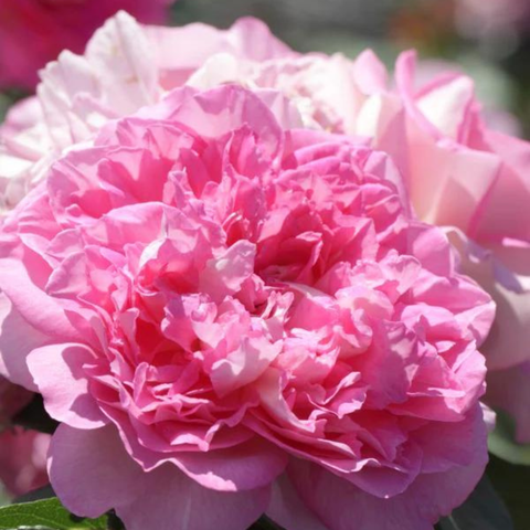 Hoa hồng Borneo Odore