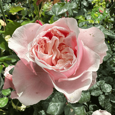 Hoa hồng Notting Hill