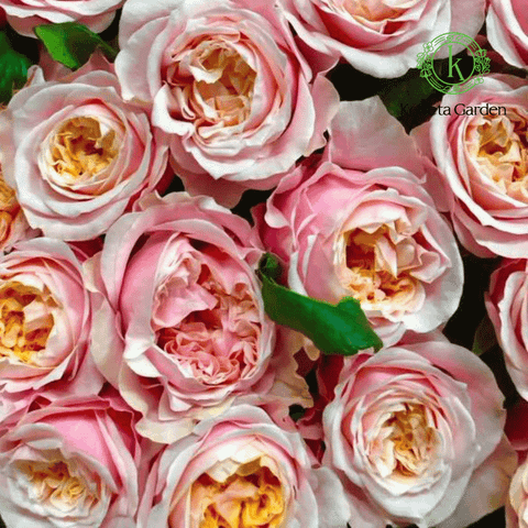 Hình ảnh sản phẩm