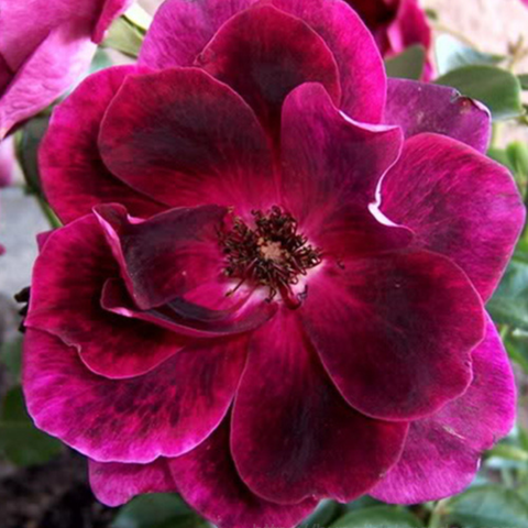 Hoa hồng Burgundy