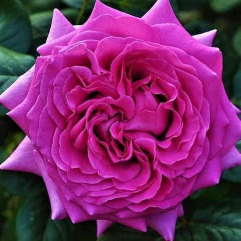 Hoa hồng Chartreuse de Parme