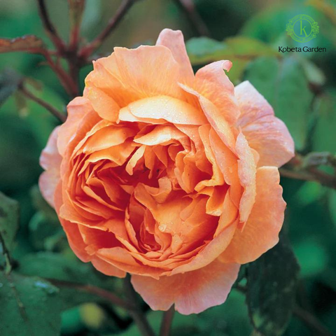 Hoa hồng Lady Emma Hamilton