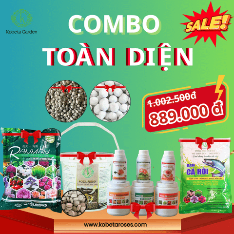 Combo Toàn diện