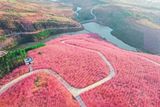  [Tour Trung Quốc] Hà Khẩu-Thạch Lâm-Côn Minh-Rừng hoa Anh Đào Nghi Lương-Kiến Thủy-Mông Tự 5N4Đ 