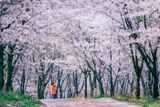  [Tour Trung Quốc] Nam Ninh-Quý Dương-Bình Bạ(Vạn mẫu Hoa Đào)-Thanh Nham Cổ Trấn-Giáp Tú Lầu-Tây Phổ Đà 4N3Đ 