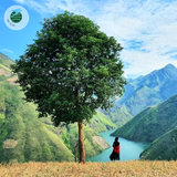  HÀ NỘI - SỐNG LƯNG KHỦNG LONG - MỎM CÁ HEO - TÀ XÙA ECOLODGE 2N1Đ 
