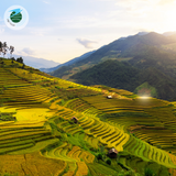  HÀ NỘI - MÙ CANG CHẢI MÙA LÚA CHÍN 2N1Đ 