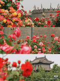  [Tour Trung Quốc] Tây An - Lạc Dương - Thiếu Lâm Tự 5N4Đ 