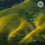  TOUR DU XUÂN BẮC HÀ - ĐỀN BẢO HÀ - HOÀNG SU PHÌ 3N2Đ 